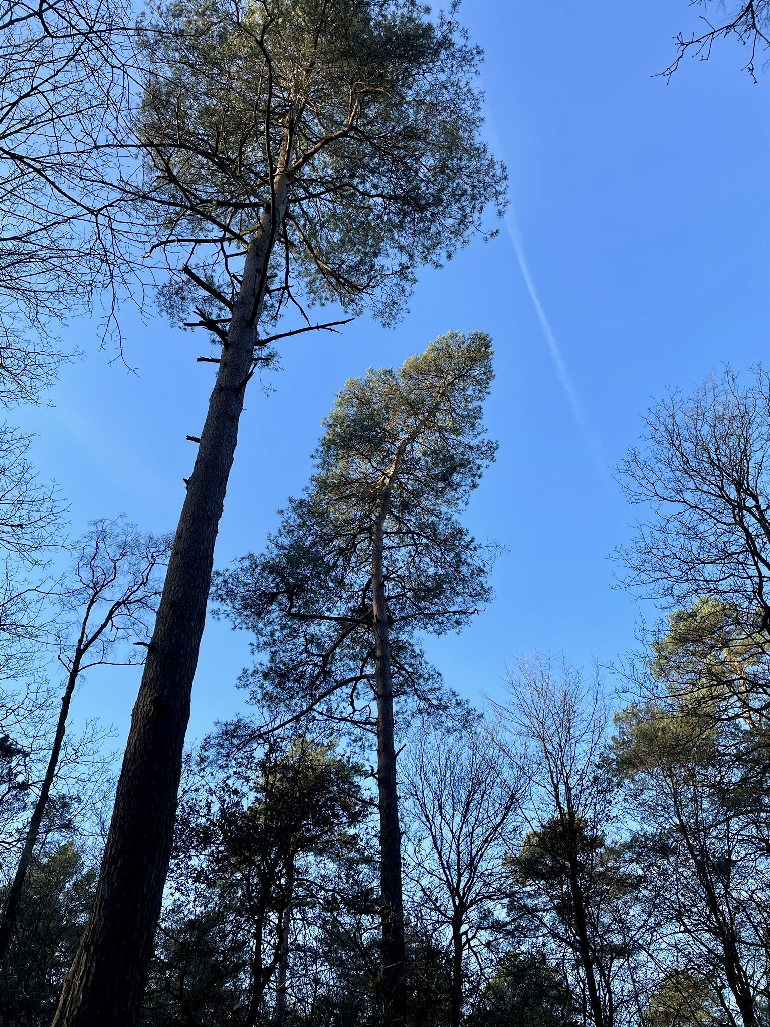 BalanSante Mindfulness retraite locatie Veluwe