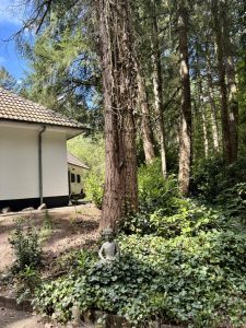 relatietherapie Apeldoorn bij psycholoog Merel Gerrits